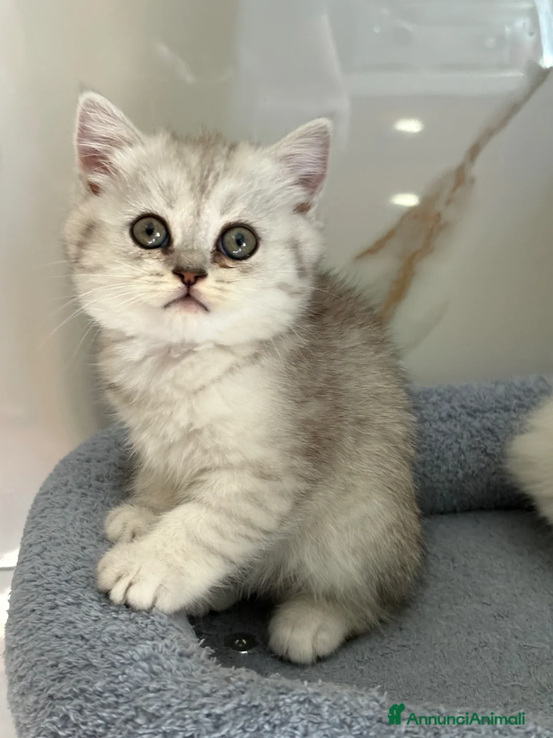 British gatti in vendita: Scottish fold sthrait - Annuncio 5