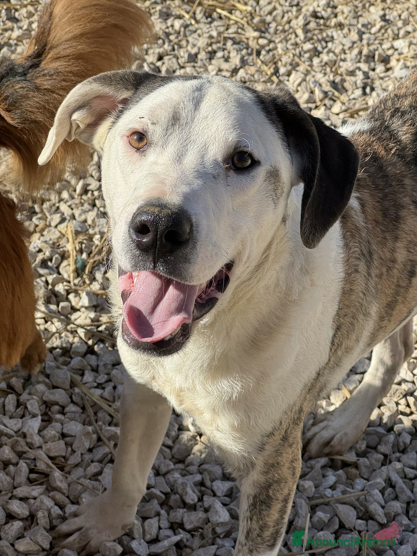 Meticcio cani ALFA, mix PITBULL super coccolone!! - Annuncio 8