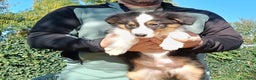 Australian Shepherd cani in vendita: Splendido cucciolo di pastore australiano - Annuncio 4