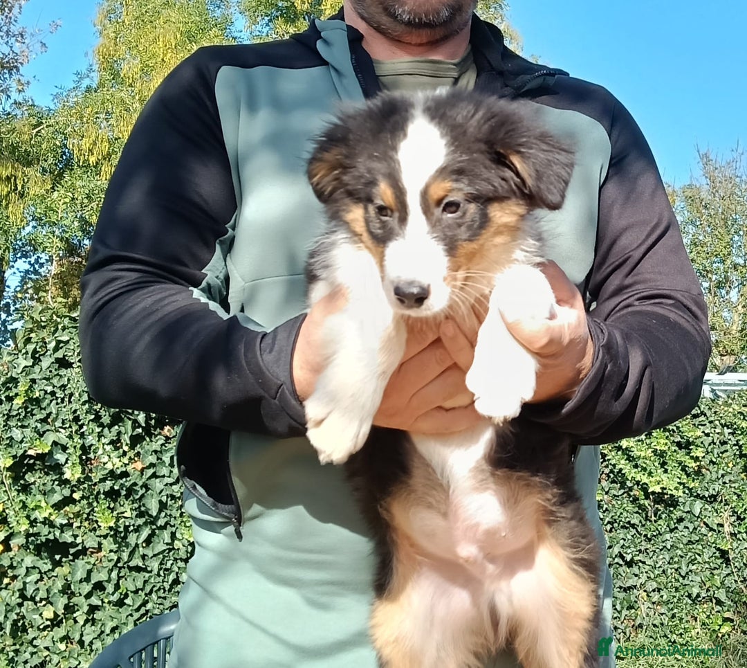 Australian Shepherd cani in vendita: Splendido cucciolo di pastore australiano - Annuncio 4