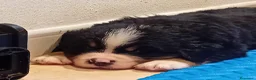 Bovaro del Bernese cani in vendita: Cuccioli bovaro del bernese liguria - Annuncio 3