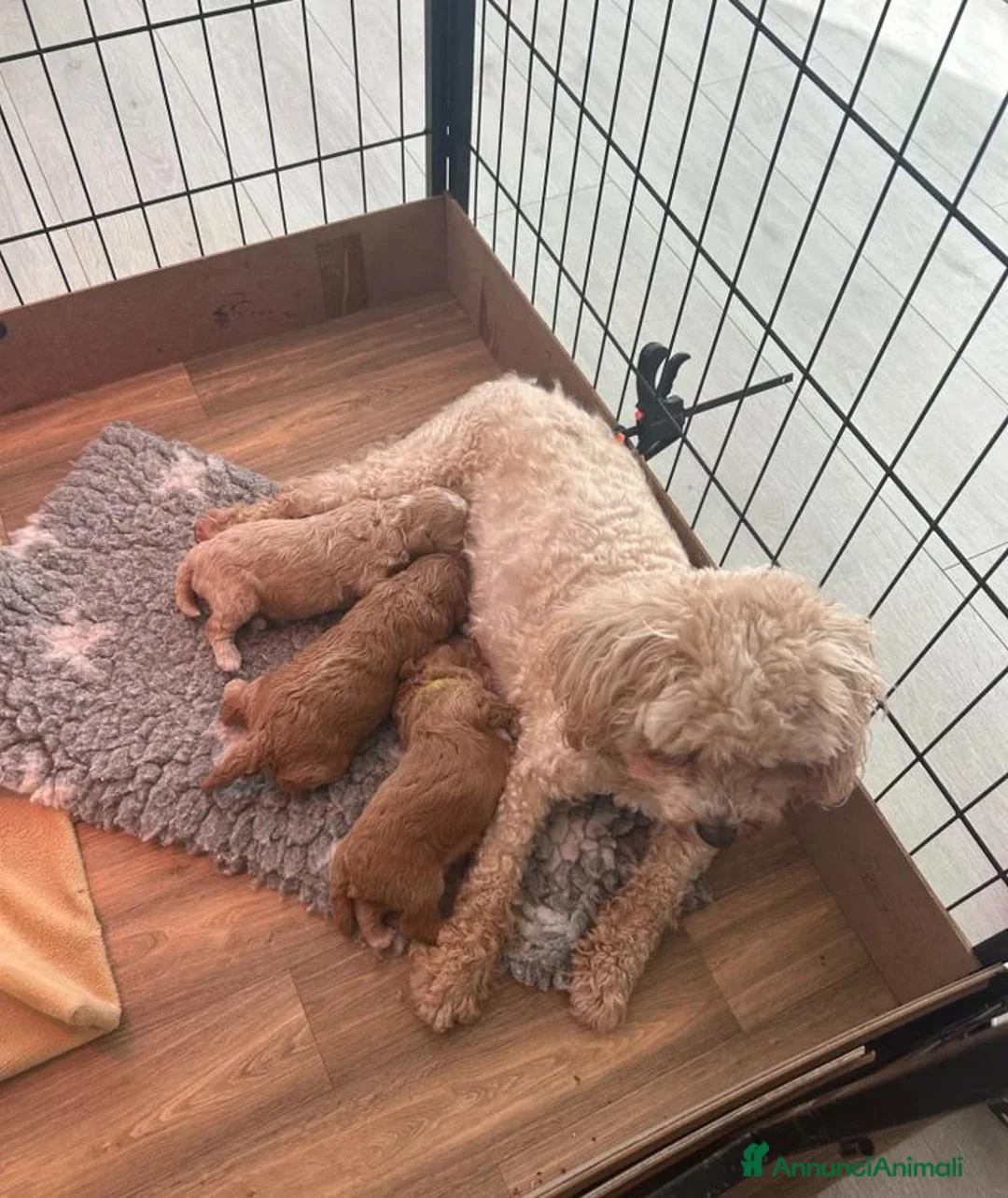 Maltipoo cani in vendita: BELLISSIMI MALTIPOO PRESTO DISPONIBILI - Annuncio 13