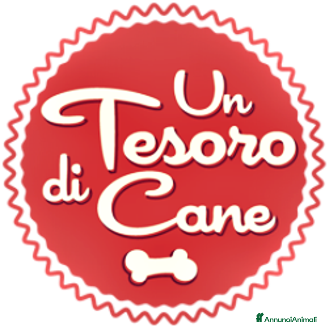 Meticcio cani in regalo: KELLY, CUCCIOLA 5 MESI ABBANDONATA CON LA SORELLIN - Annuncio 12