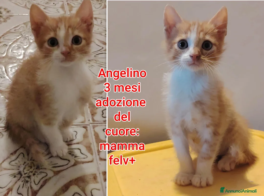 Europeo gatti in regalo: GATTINI BISOGNOSI IN CERCA D'AMORE  a Città Metropolitana di Bologna - Annuncio 2