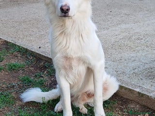Meticcio cani LUPIN MERITA UNA VITA VERA, NON LO CREDI ANCHE TU - Annuncio 2