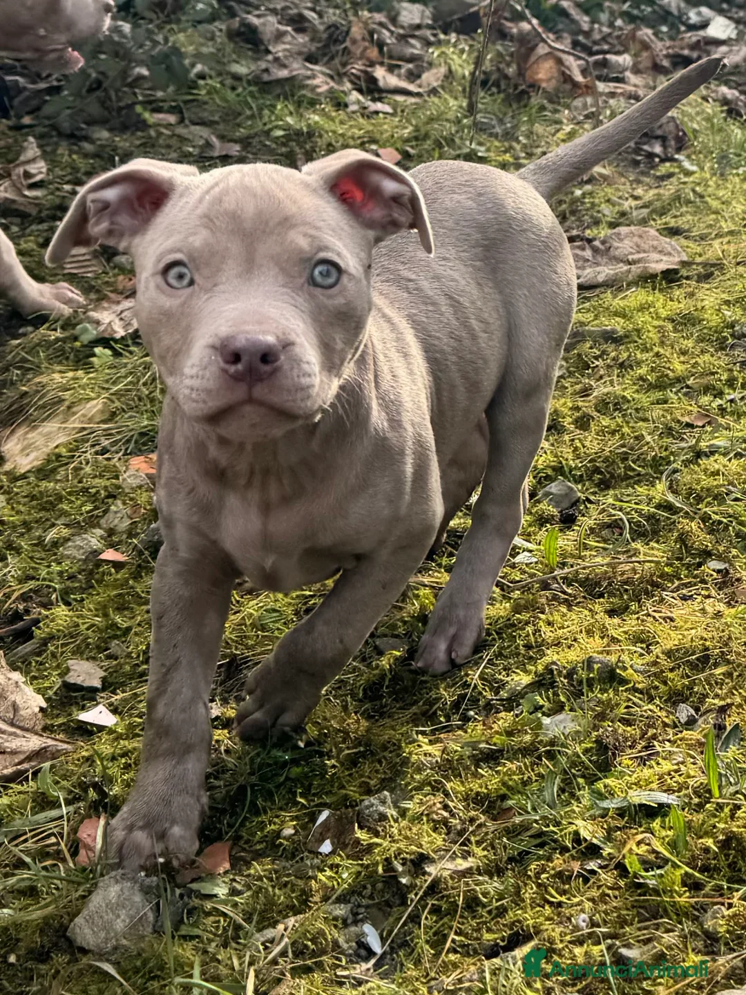 Pitbull cani in vendita: American Pitbull Terrier - Annuncio 1