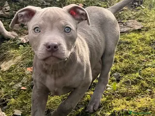 Pitbull cani American Pitbull Terrier - Annuncio 1