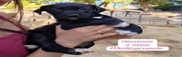 Meticcio cani in regalo: Trovatelli cercano urgentemente casa  a Provincia di Monza e della Brianza - Annuncio 4