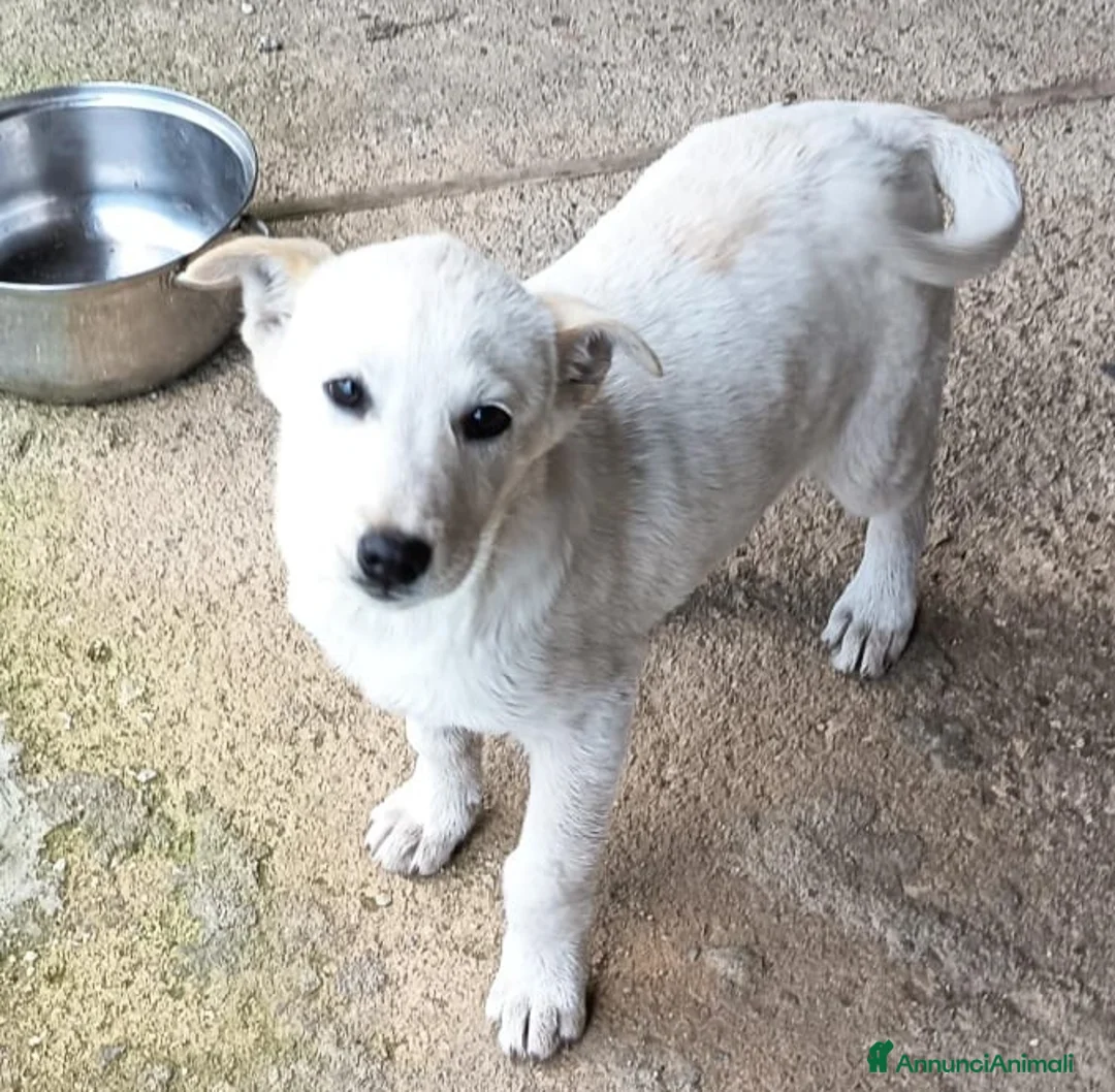 Meticcio cani in regalo: UNA MAMMA PER BIANCA a Provincia di Varese - Annuncio 1