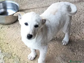 Meticcio cani in regalo: UNA MAMMA PER BIANCA - Annuncio 4