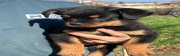 Rottweiler cani in vendita: Cuccioli rottweiler  - Annuncio 4