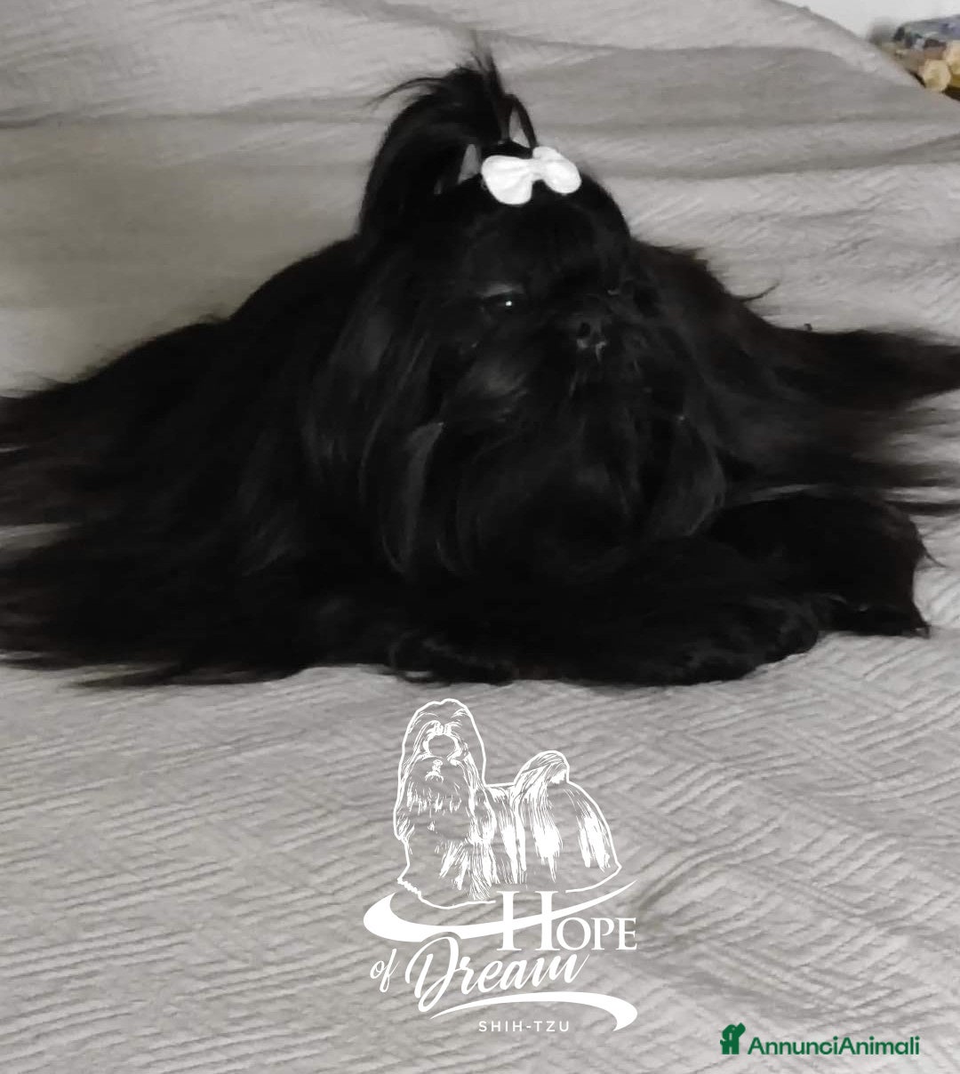 Shih Tzu cani Cucciola Shihtzu con pedigree Enci  - Annuncio 2