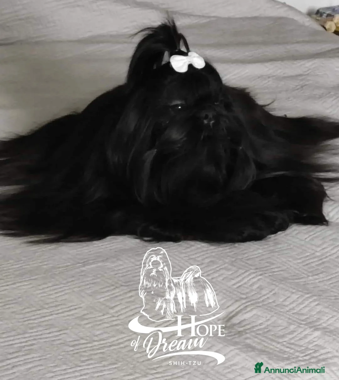 Shih Tzu cani in vendita: Cucciola Shihtzu con pedigree Enci  - Annuncio 2