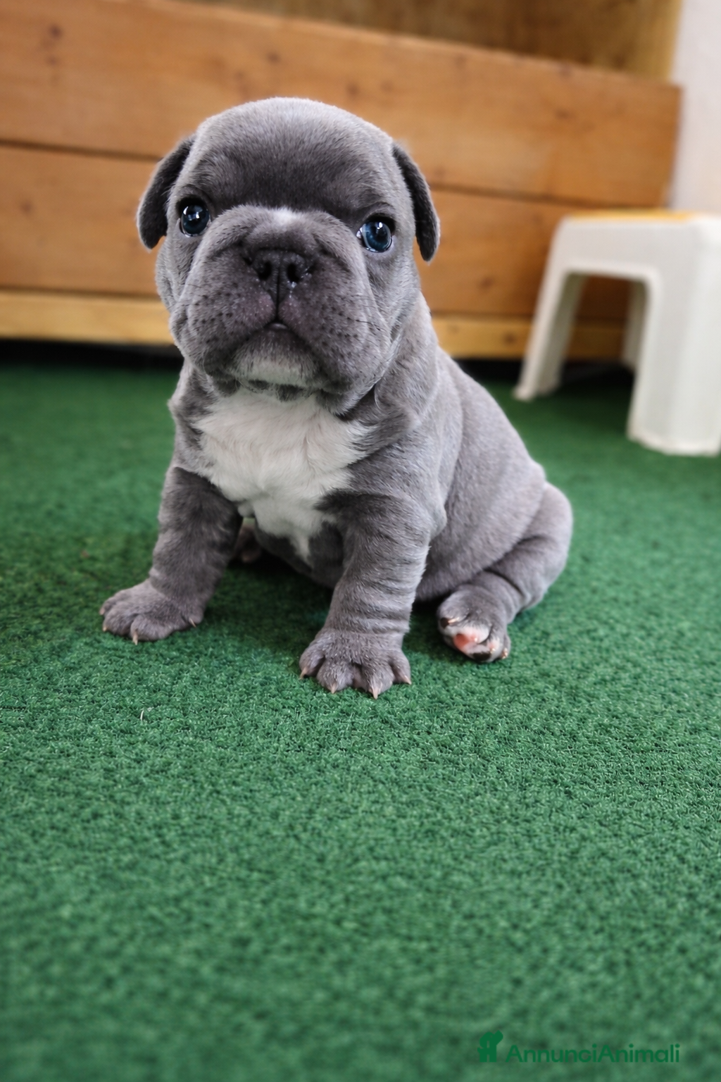 Bulldog Francese cani Bulldog francese  - Annuncio 20