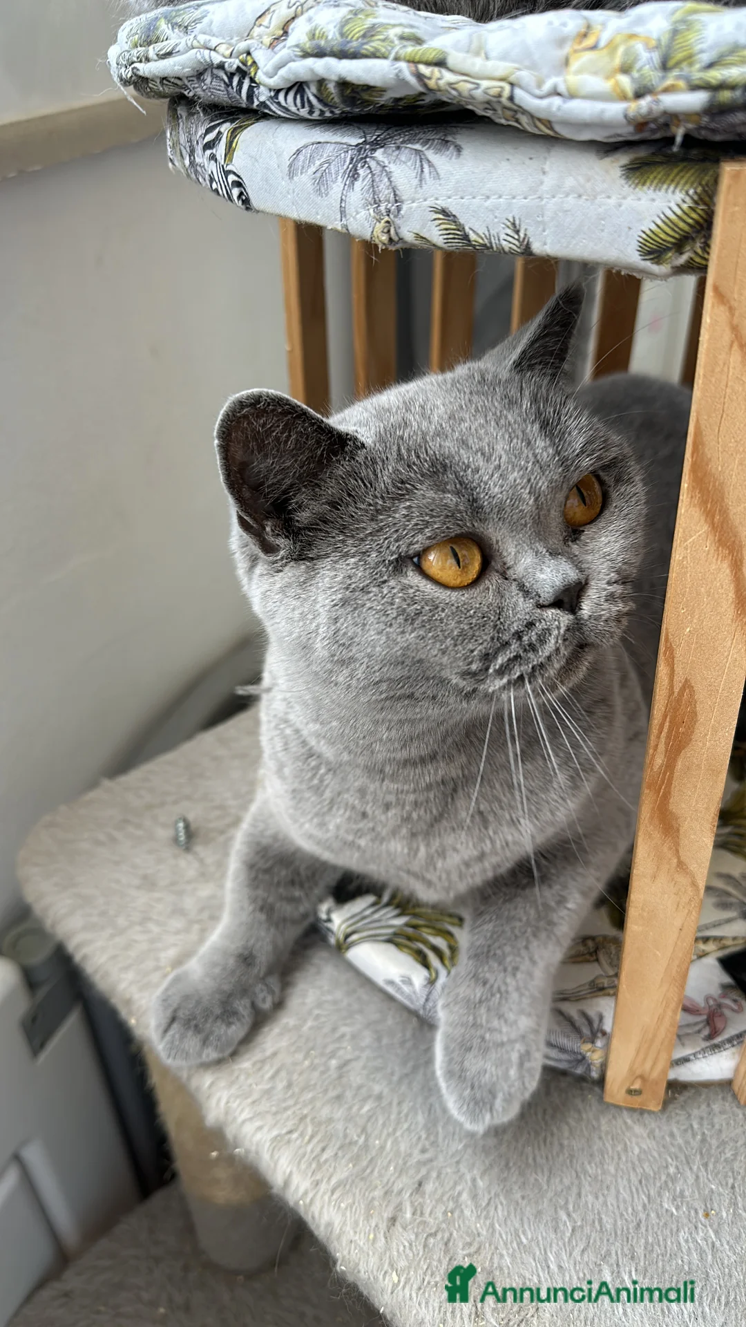 Immagine della galleria {{count}}