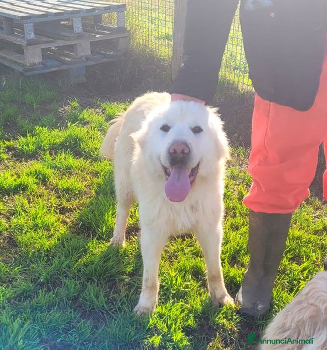 Pastore Maremmano cani in regalo: Lucius, cucciolone di pastore maremmano - Annuncio 2