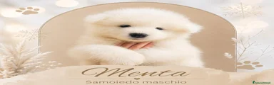 Samoiedo 2