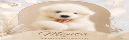 Samoiedo cani in vendita: Cuccioli di samoiedo  - Annuncio 4