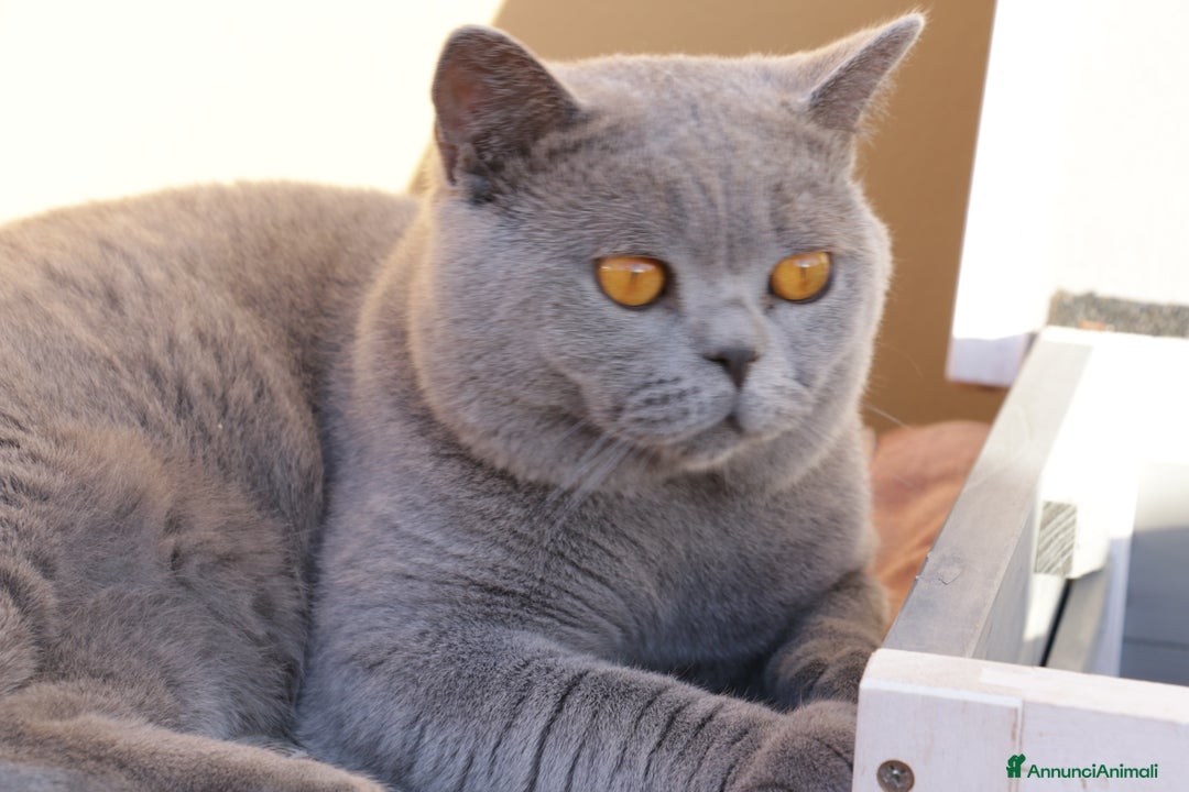 British gatti in vendita: British maschio intero a Città Metropolitana di Bologna - Annuncio 2