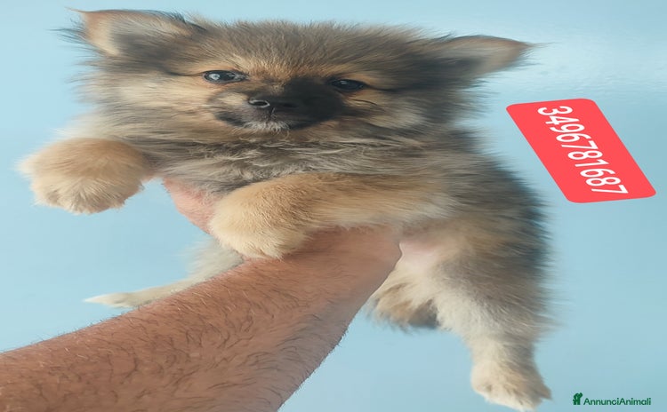 Spitz cani - Annuncio 8