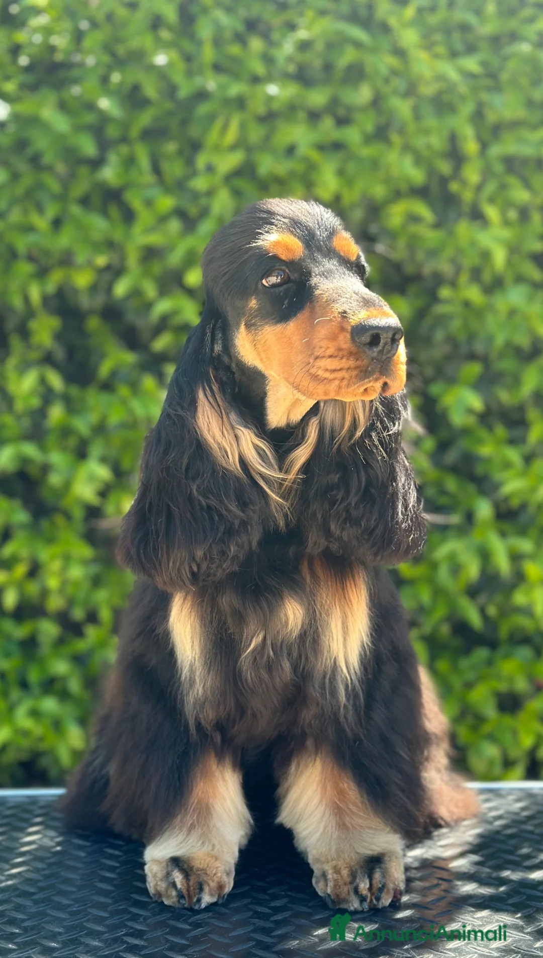 Cocker cani in regalo: Cocker spaniel inglese  - Annuncio 3