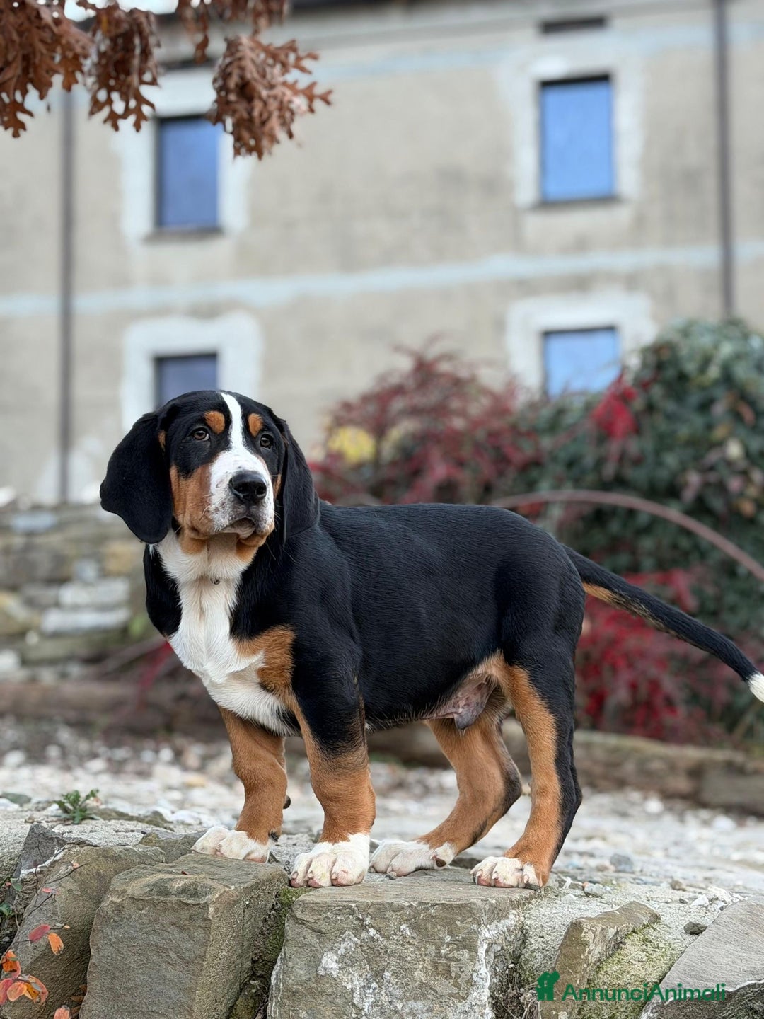 Grande Bovaro Svizzero cani in vendita: Disponibili cuccioli di grande bovaro svizzero - Annuncio 17