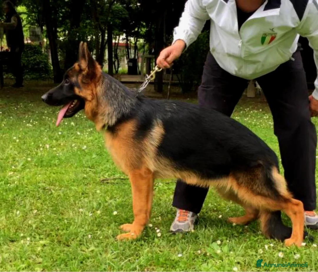 Pastore Tedesco cani in vendita: Cucciolona pastore tedesco  - Annuncio 1
