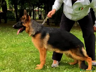 Pastore Tedesco cani Cucciolona pastore tedesco - Annuncio 11