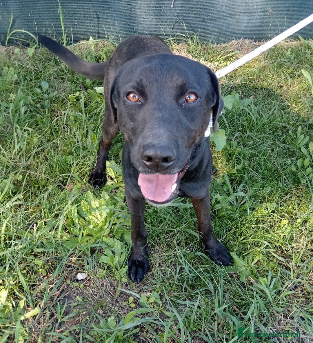 Labrador cani in regalo: TRUMP simil labradorino nero a Provincia di Latina - Immagine 1