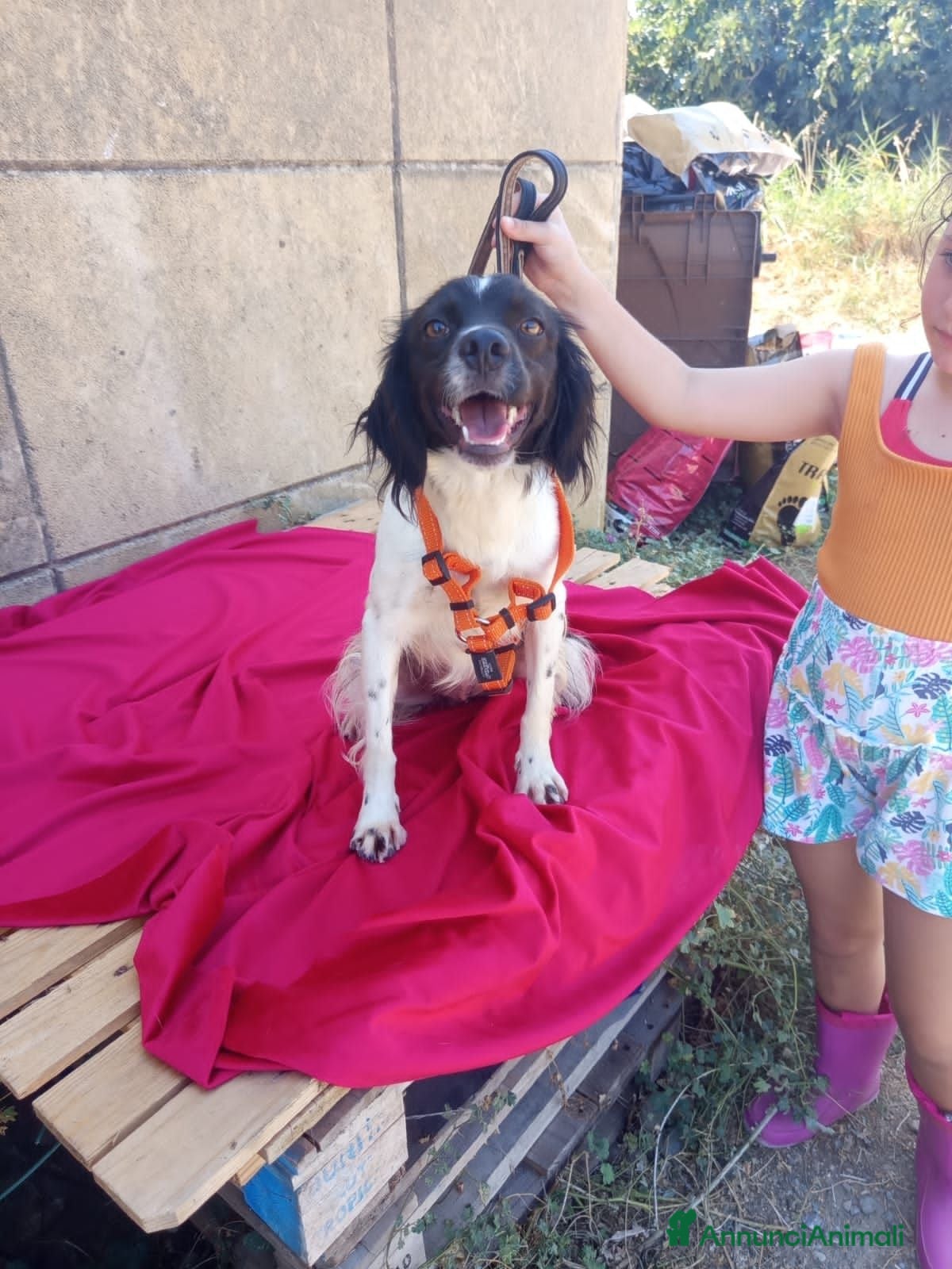 Meticcio cani mali  - Annuncio 16