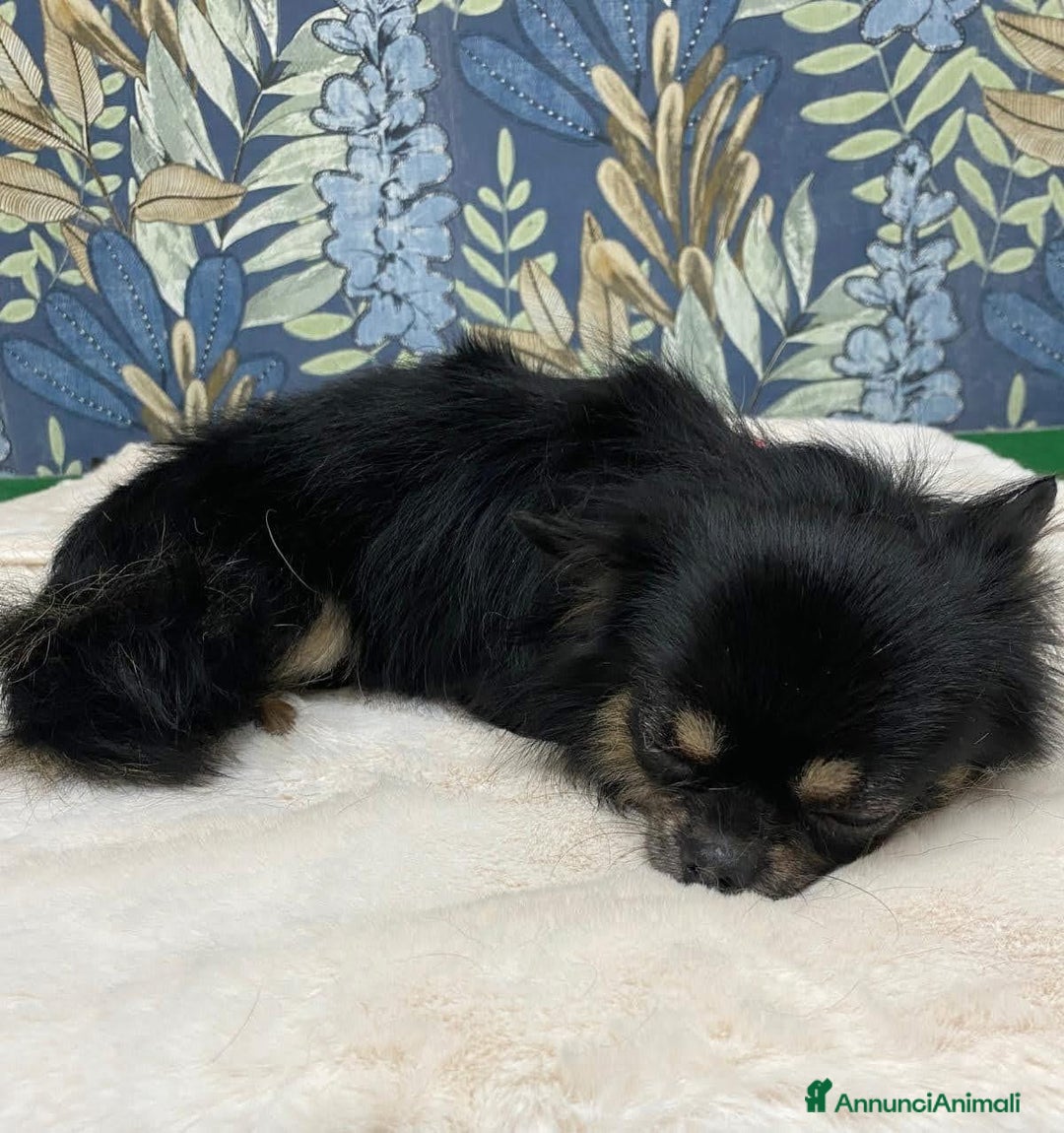 Chihuahua cani in vendita: Chihuahua pedigree Enci  - Annuncio 1