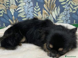 Chihuahua cani Chihuahua pedigree Enci - Annuncio 20