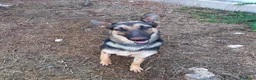 Meticcio cani in regalo: Cucciolotta di pastore cerca adozione - Annuncio 4