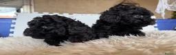 Barboncino cani in vendita: Barboncini nani - Annuncio 8