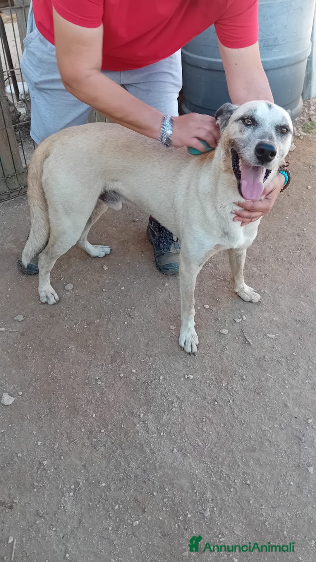 Altre razze cani in regalo: ZEUS  - Annuncio 2