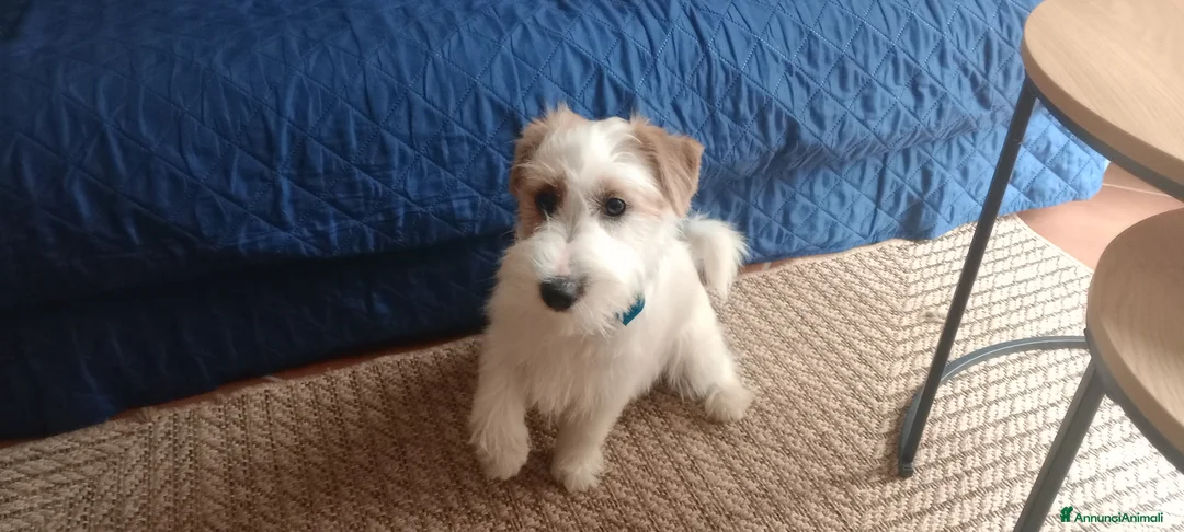 Jack Russell cani per accoppiamento: Cerco fidanzata - Annuncio 2