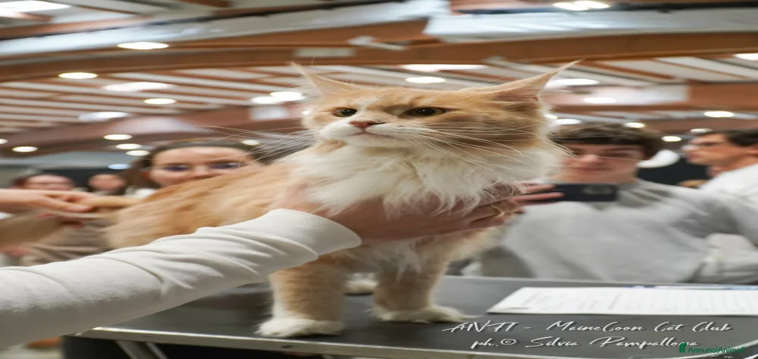 Immagine della galleria {{count}}