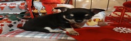 Chihuahua cani in vendita: Chihuahua cuccioli  - Annuncio 2