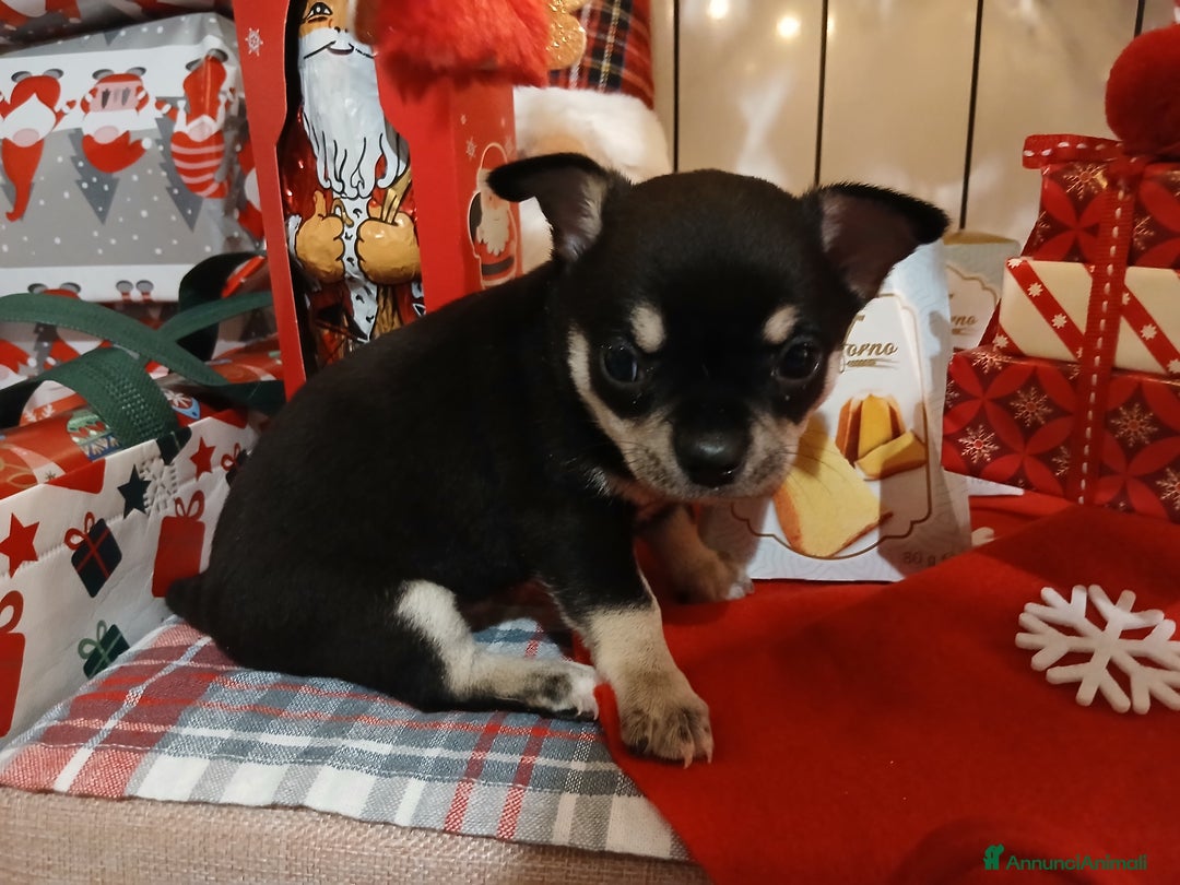 Chihuahua cani in vendita: Chihuahua cuccioli  - Annuncio 2
