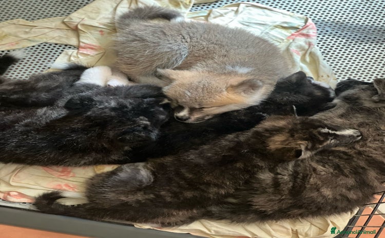 Akita Inu cani a Provincia di Verona - Annuncio 2