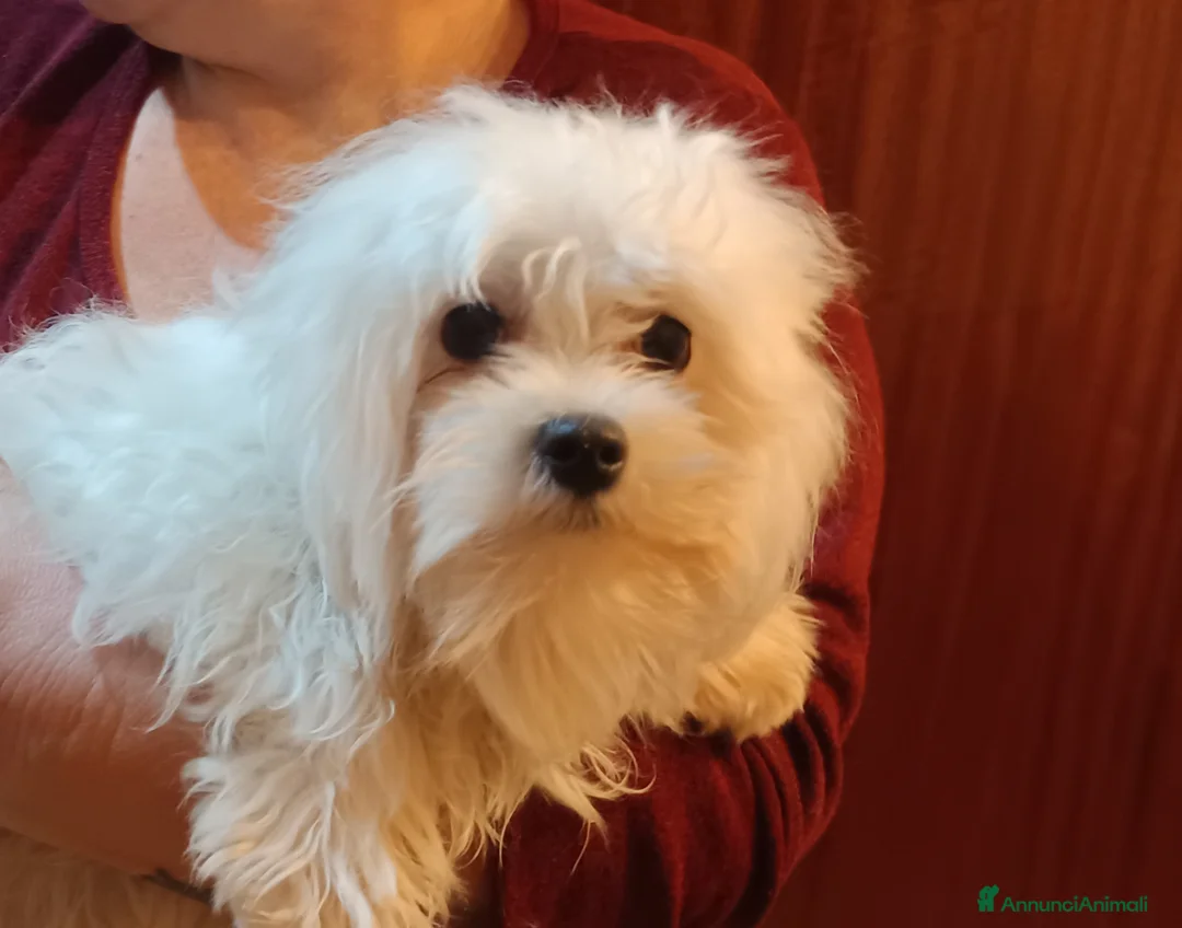 Maltese cani in vendita: Maltese cuccioli genitori pedigree ENCI  - Annuncio 1