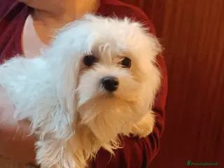 Maltese cani Maltese cuccioli genitori pedigree ENCI - Annuncio 1