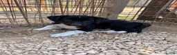 Meticcio cani in regalo: LA TENERA KIRA a Città Metropolitana di Firenze - Annuncio 10