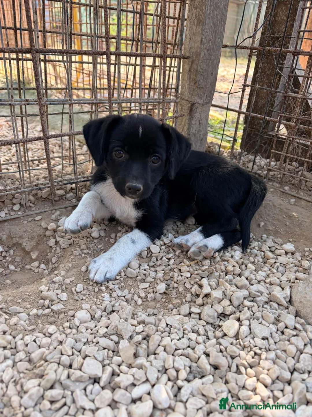 Meticcio cani in regalo: LA TENERA KIRA a Città Metropolitana di Firenze - Annuncio 10
