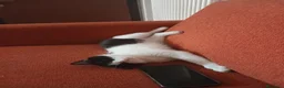 Meticcio gatti in regalo: GATTI ADULTI - Annuncio 8