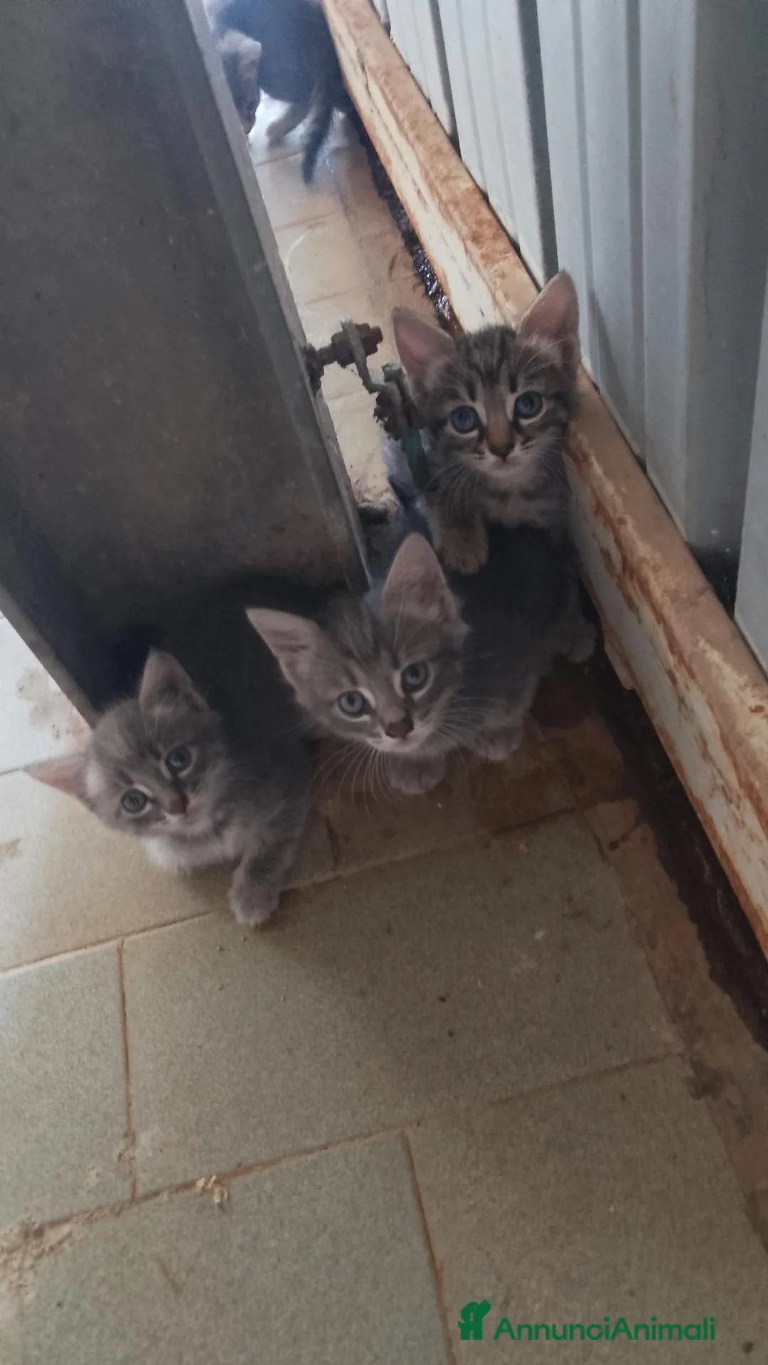Meticcio gatti in regalo: Regalo gattini  a Provincia di Latina - Annuncio 1