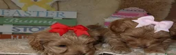 Maltipoo cani in vendita: Splendidi cuccioli di Maltipoo - Annuncio 15