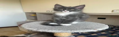 Maine Coon 1