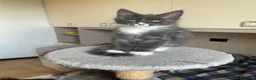 Maine Coon gatti in vendita: Splendidi e coccoloni cuccioli maine coon pedigree - Annuncio 4