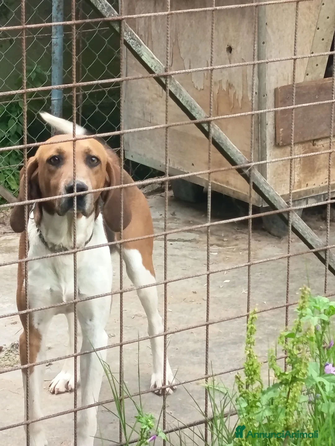 Beagle cani in vendita: Beagle harrier  a Provincia di Pavia - Annuncio 3